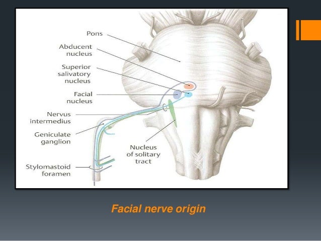 Origin of the facial Deep dildo inside